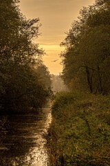 Vertical symmetrical view of a river bank surrounded by trees