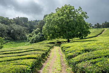 A vibrant tea plants field stretches into the distance, with a big tree standing in the middle. The lush landscape is filled with various shades of green, creating a peaceful and natural scene.
