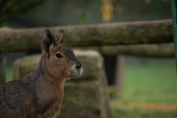 Fototapeta premium Portrait of a mara in a zoo