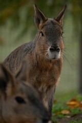 Obraz premium Vertical shot of a portrait of a mara in a zoo