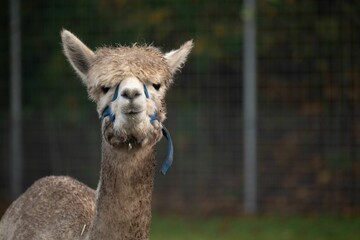 Obraz premium Portrait of an alpaca