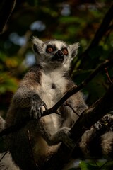 Vertical closeup shot of a lemur found sitting on the branch of a tree