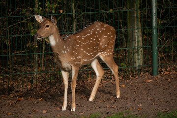 Scenic view of a deer with white dots on its body looking around in a zoo on a sunny day