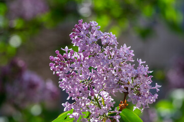 Syringa vulgaris violet purple flowering bush, groups of scented flowers on branches in bloom, common wild lilac tree