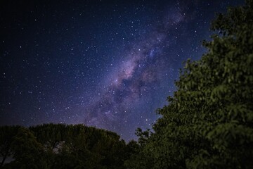 Beautiful scene of trees under vista night sky with stars in the garden