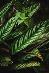 Vertical shot of tropical plant leaves