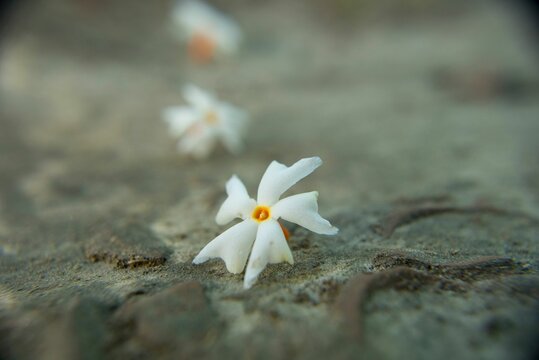 Night jasmine, Seuli or Shefali flower is symbol flower of saradiya or Durga Puja festival in autumn