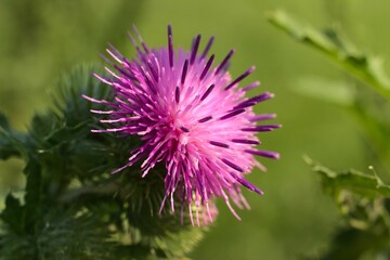 Closeup shot of blooming pink thistle under the sun