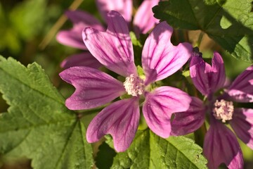Fototapeta premium Closeup shot of common mallow (Malva sylvestris) flowers
