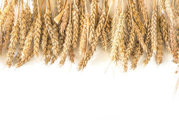 Frame of ripe wheat's ears on a white background; copy space; Wheat market concept