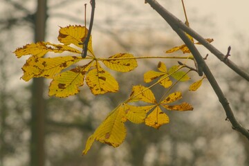 Low-angle closeup of a yellow maple leaves against foggy blurred background