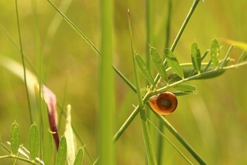 Closeup of a snail on a grass stalk on a sunny day