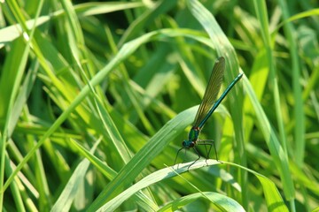 Dragonfly perched on a leaf of grass on a sunny summer day