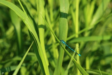Dragonfly perched on a leaf of grass on a sunny summer day