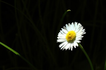 Closeup of beautiful Camomile blooming on black background