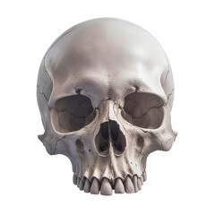 Obraz premium Skull of the human isolated on a white background. Sepia color photo