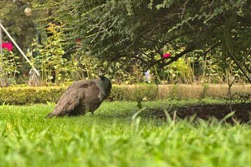 Closeup of a Peacock bird on a greenfield under a tree on a farm