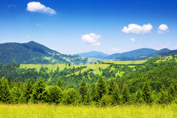 mountainous carpathian countryside scenery in summer. spruce forest behid grassy alpine hill. summer vacations in highlands of ukraine. view in to the distant rural area