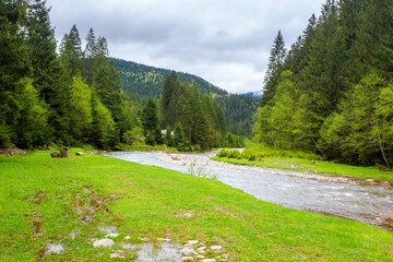 carpathian countryside scenery with river on a cloudy day in spring. trees along the grassy shore and forest on the hill. mountainous landscape of ukraine beneath an overcast sky - obrazy, fototapety, plakaty