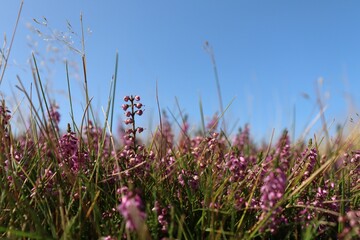 Beautiful heather flowers in the field