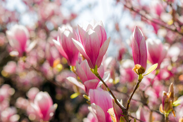 closeup of pink flowers of blossoming magnolia tree in morning light. beautiful nature background - 781967605