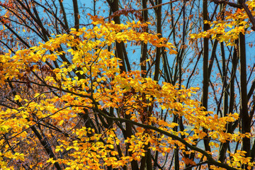 orange foliage in autumn forest. beautiful nature background - 781967802