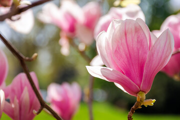 closeup of big pink flower of magnolia tree in blossom. beautiful natural background in spring - 781967856