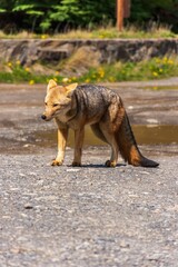 Vertical shot of a fox walking on the ground in Los Glaciares National Park, El Calafate, Argentina.