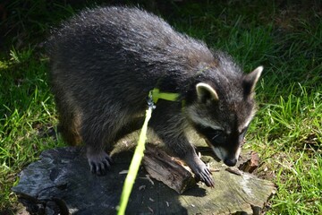 Naklejka premium Closeup of a young raccoon (Procyon lotor) on a leash in a green field