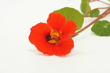 Naklejka premium Close-up of blooming Nasturtium flower isolated on white background