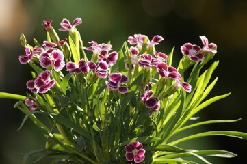 Bush of Moth orchids (Dianthus caryophyllus) in the woods