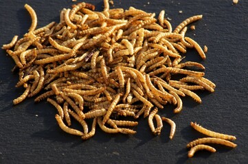 Closeup shot of a swarm of mealworms placed on a black surface