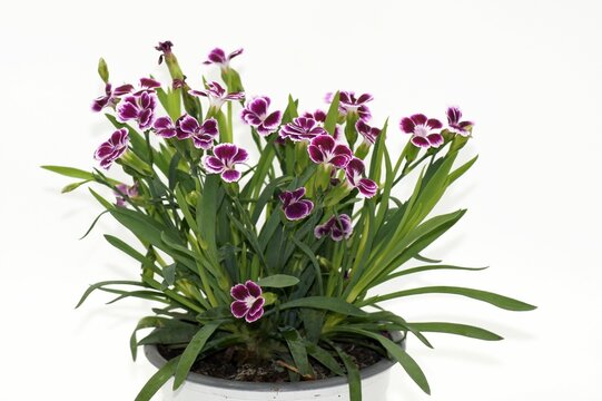 Blossom Moth orchids (Dianthus caryophyllus) in flower pot