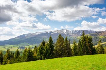 landscape of transcarpathia in spring. scenery with trees on the grassy hill. cozy green environment. sunny day with clouds on a blue sky. borzhava ridge in the distance - 781969207