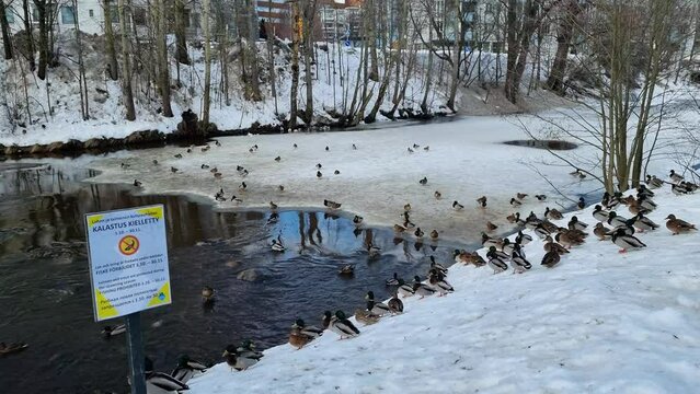 Ducks by the iced Keravanjoki river in Vantaa, Finland