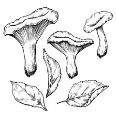 Chanterelle mushroom vintage vector drawing, botanical illustration