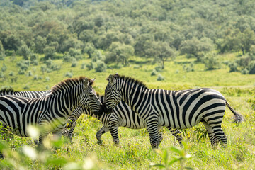 Zebra portrait in kenya hell's gate national park reserve