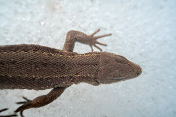 Common English lizard (Lacerta vivipara) macro portrait on spring snow, cold resistance. View from...