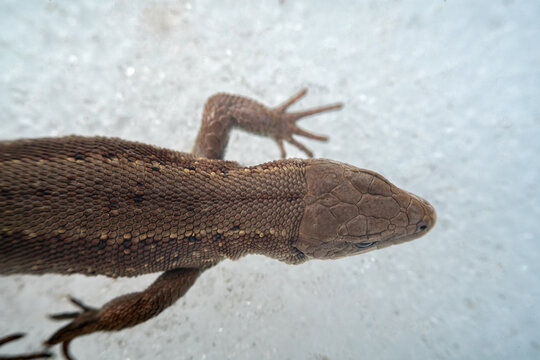 Common English lizard (Lacerta vivipara) macro portrait on spring snow, cold resistance. View from above