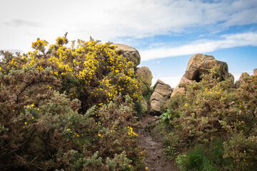 closeup up on vegetation and rock formation on Arthur's seat, sleeping volcano in Edinburgh, Scotland