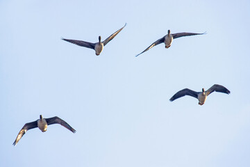 Bean goose (Anser fabalis). Flocks of migrating geese in the sky and over the forest. European...