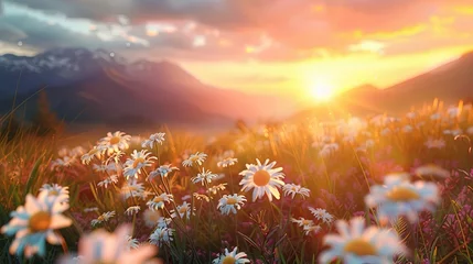 Poster Beautiful spring landscape with white daisies in the meadow at sunset, with a beautiful sky and mountain background © EnelEva