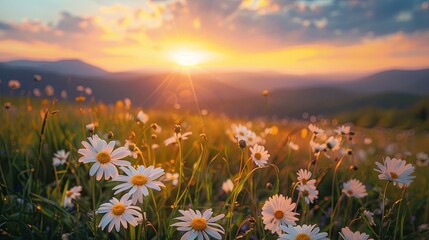 Beautiful spring landscape with white daisies in the meadow at sunset, with a beautiful sky and mountain background