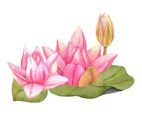 Buds Pink Lotus and green leaves. Watercolor botanical Illustration tropical Water Lily and green Leaves on isolated background. Hand Drawn Flowers for invitations, print and design