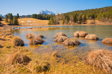 seaweed tufts in the moor lake Schmalensee, upper bavaria - 781972603