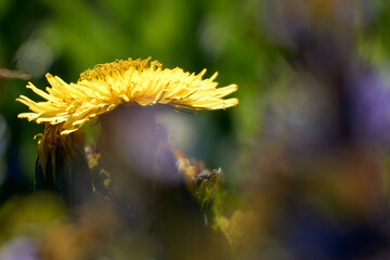 Closeup of a dandelion flower against the blurry background. Shallow focus. Taraxacum officinale.