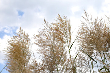 Reed flower with blue sky