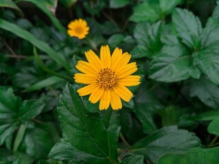 Closeup of a yellow Creepy Oxeye flower in a garden