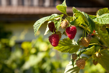 Ripe and unripe raspberry in the fruit garden. Growing natural bush of raspberry. Branch of raspberry in sunlight.