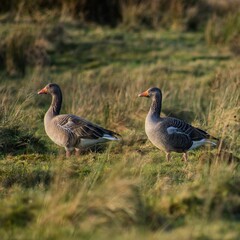 Wild geese foraging in a field